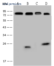 Sino Biological 200268-T02 image 1