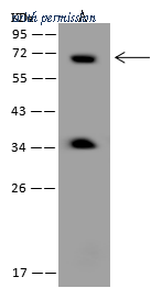 Sino Biological 206264-T38 image 1