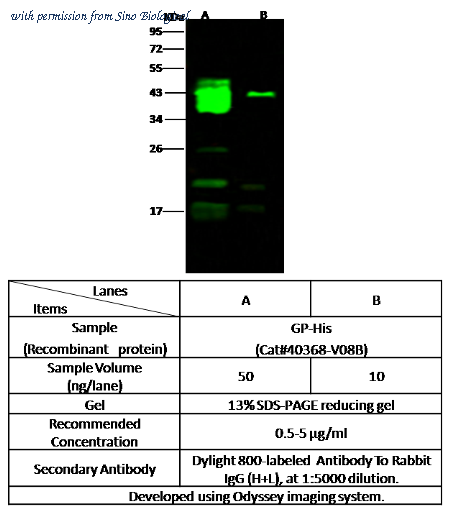 Sino Biological 40301-T24 image 1