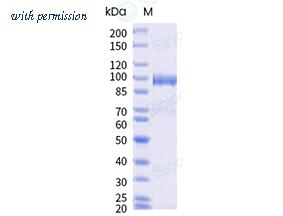 Sino Biological 10061-H02B image 1