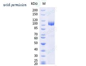 Sino Biological 10146-H02B image 1