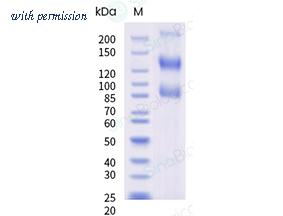 Sino Biological 10164-H02H image 1