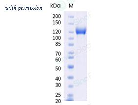 Sino Biological 10190-H02B image 1
