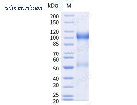 Sino Biological 10915-H08H-B image 1