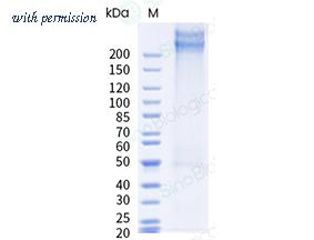 Sino Biological 10973-H49C-B image 1