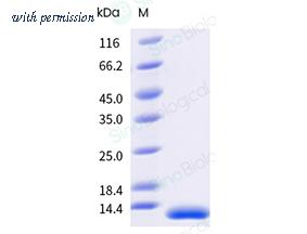 Sino Biological 14391-HNAE-B image 1