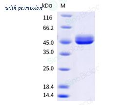 Sino Biological 16080-H35H-B image 1
