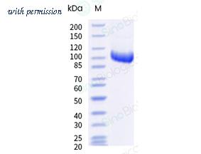 Sino Biological 17049-H04H1 image 1