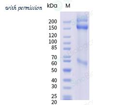 Sino Biological 17290-H44H image 1