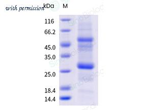 Sino Biological 30025-H106H-DD-B image 1