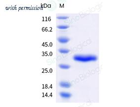 Sino Biological 324-ART0560 image 1