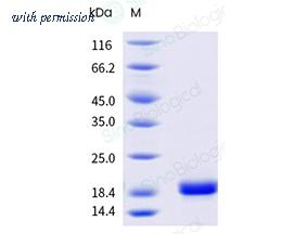 Sino Biological 325-BOS0040 image 1