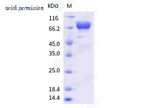 Sino Biological 40104-V27H-B image 1