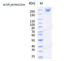 Sino Biological 40589-V08H72 image 1