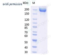 Sino Biological 40589-V49H21-B image 1