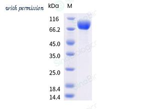 Sino Biological 40940-V49H10-B image 1