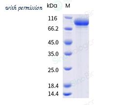Sino Biological 40992-V08H3 image 1