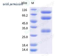 Sino Biological 41109-V08H image 1