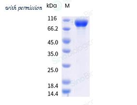 Sino Biological 41114-V49H-B image 1