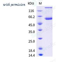 Sino Biological 41121-V08B image 1