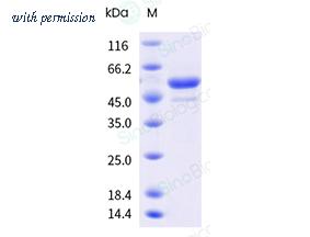 Sino Biological 41123-V08B image 1