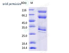 Sino Biological 41124-V08H image 1