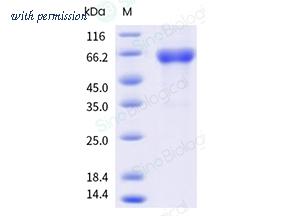 Sino Biological 41129-V08B image 1