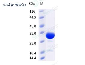 Sino Biological 50117-M48E image 1