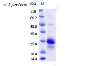 Sino Biological 50245-M07H image 1