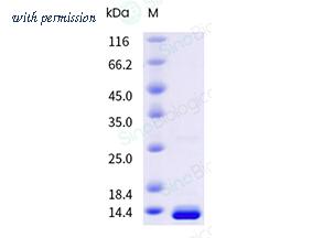Sino Biological 50484-M56E-B image 1