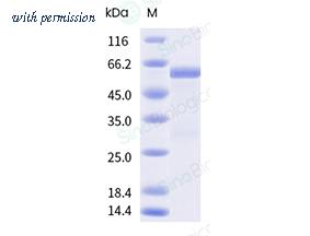 Sino Biological 50691-M09E-B image 1