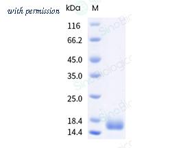 Sino Biological 51243-MNCE-B image 1