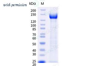 Sino Biological 57864-M08H image 1
