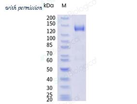 Sino Biological 59432-M02B image 1