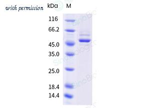 Sino Biological 5A7699-M07B image 1