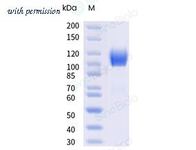 Sino Biological 65192-T07H image 1