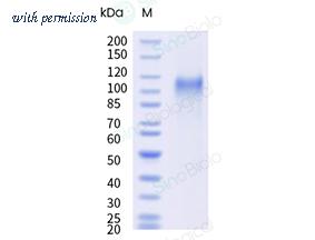 Sino Biological 65194-T08C image 1