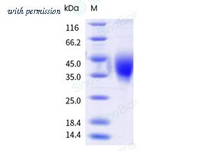 Sino Biological 70278-D08H image 1