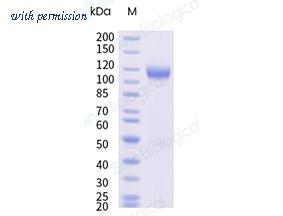 Sino Biological 70283-D08H image 1