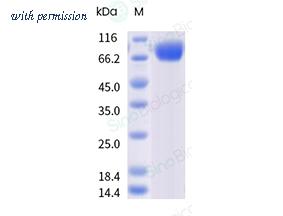 Sino Biological 80180-R08H image 1