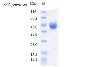 Sino Biological 90013-C49H-B image 1