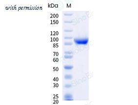 Sino Biological CC177-V2208H image 1