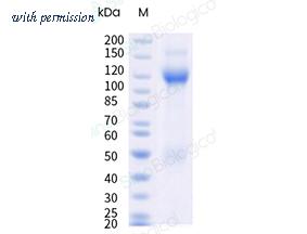 Sino Biological CT180-M0825H image 1