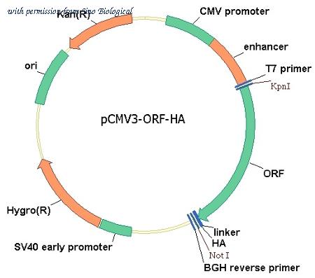 Sino Biological HG13134-CY image 1