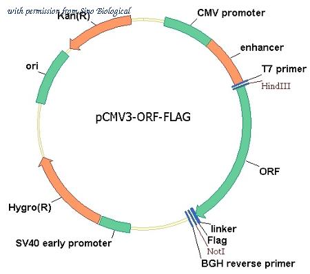 Sino Biological HG17339-CF image 1