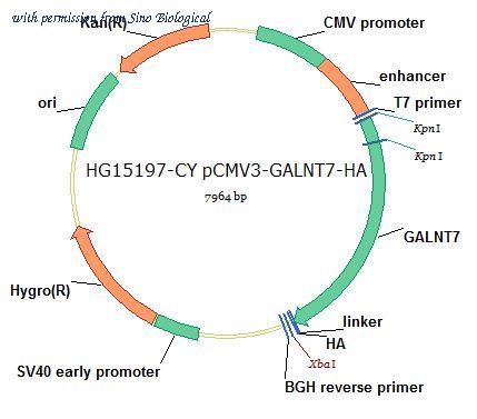 Sino Biological HG15197-CY image 1