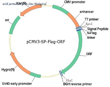Sino Biological HG13744-NF image 1
