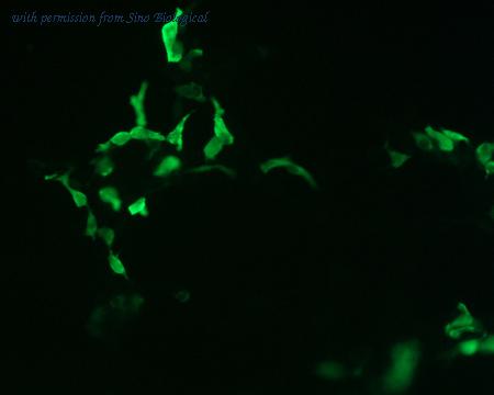 Sino Biological HG10222-NF image 1