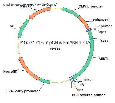 Sino Biological MG57171-CY image 1