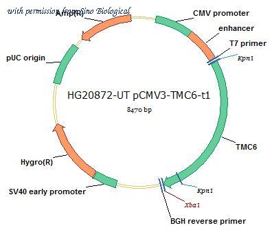 Sino Biological HG20872-UT image 1